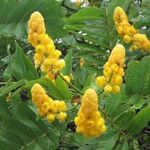 Candlestick Cassia, 30 seeds per pack, Organic, GMO Free,  Heirloom Seeds