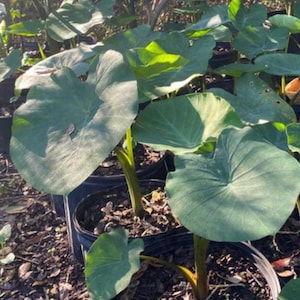 Fresh Malanga, Taro Root Bulbs ~ Lila, Blanca, Edo Edible Elephant Ear