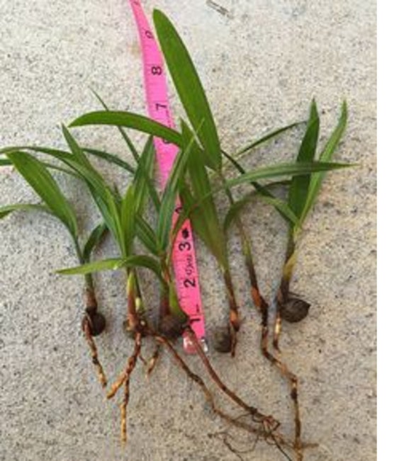 10 Native Florida Cabbage Palm Seedlings Etsy