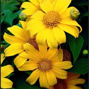 Mexican Sunflower AKA Marigold Tree (Tithonia) starter plant.  perennial