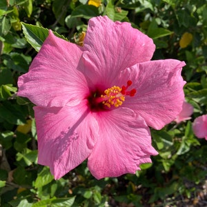 Bright Pink Hibiscus Flower bush cuttings.