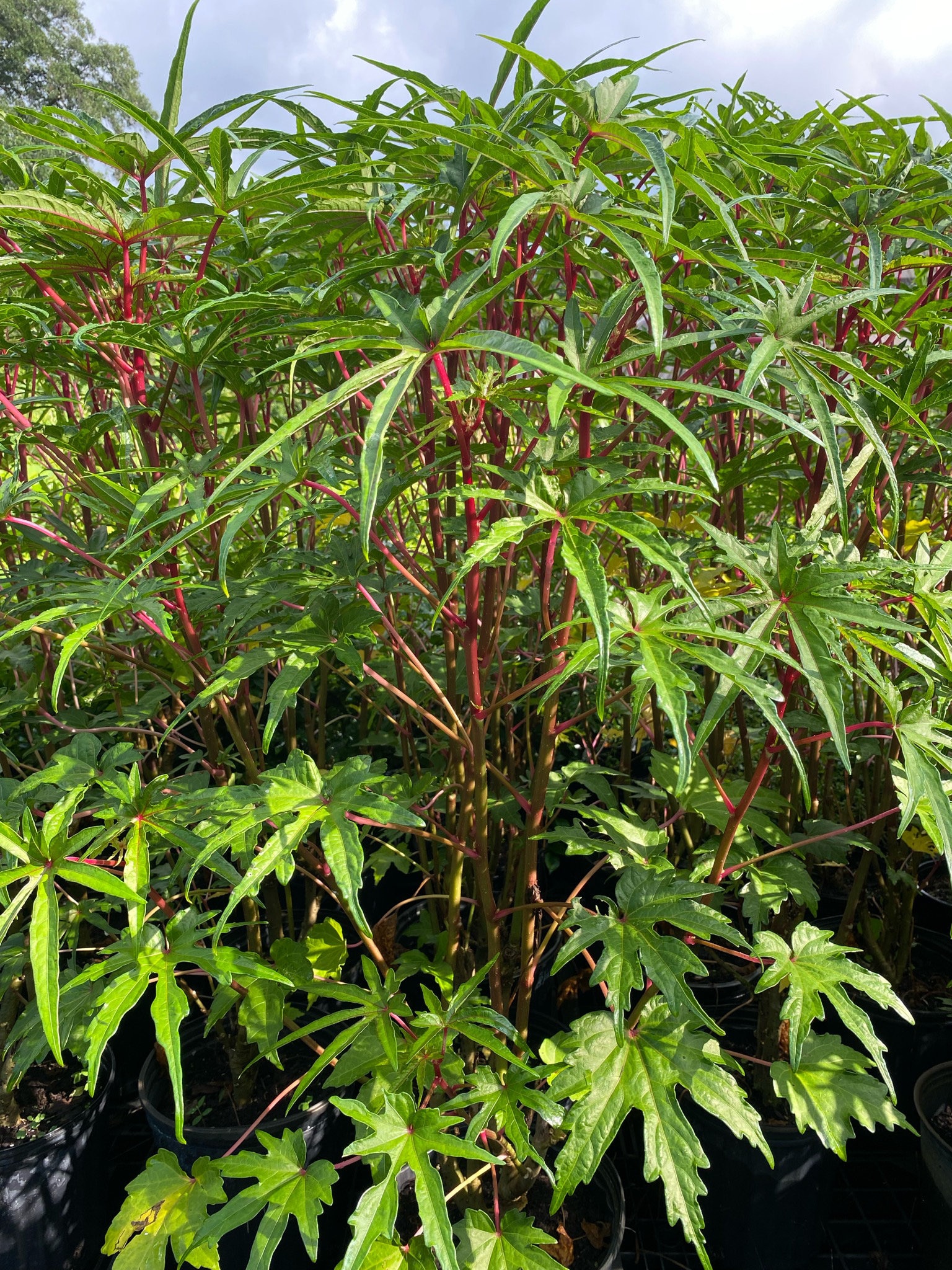 Edible Hibiscus - Chief Kubo's Pride. Heat Tolerant - Lettuce or