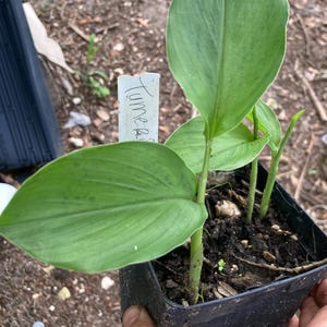 May include: A potted turmeric plant with large, vibrant green leaves. The plant is in a black square pot, held by a hand. A white label with the word "Turmeric" is visible. The background is blurred.