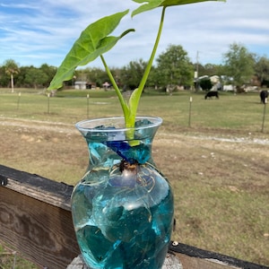 May include: A green plant with large leaves is growing in a clear glass vase filled with blue and green glass stones and water. The vase is sitting on a wooden post.