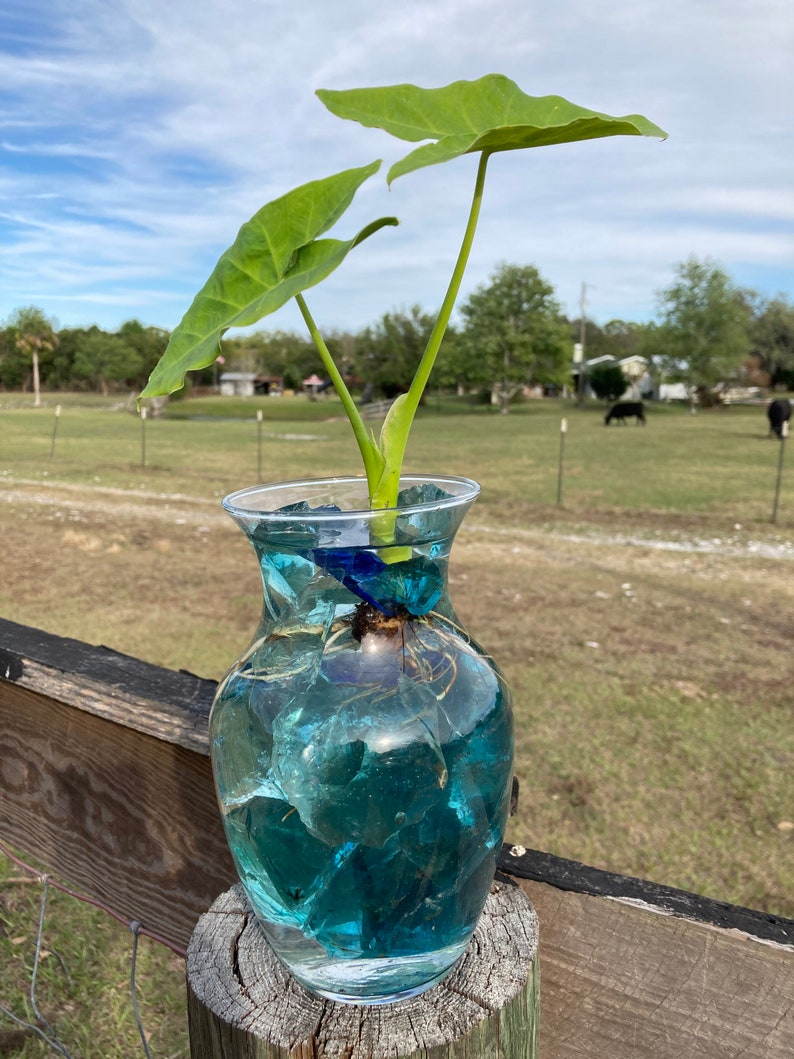 May include: A green plant with large leaves is growing in a clear glass vase filled with blue and green glass stones and water. The vase is sitting on a wooden post.