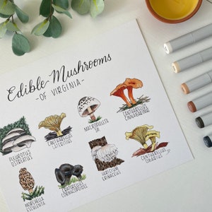 Edible Mushrooms of Virginia | 5x7 Print/Notecard or 8x10 Print | Recycled Cardstock | Includes Chanterelles, Morels, Oyster