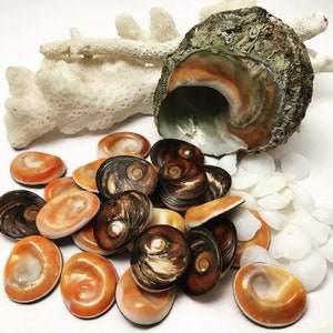 May include: A collection of seashells in various shades of brown, orange, and white. The shells are arranged on a white surface. Some of the shells have a spiral pattern, while others have a smooth, rounded shape.