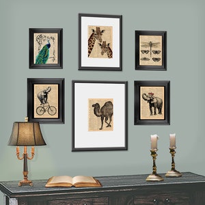 Puede incluir: Una pared de galer&iacute;a con seis impresiones enmarcadas que presentan ilustraciones vintage de animales. Las impresiones incluyen un pavo real, una jirafa, una lib&eacute;lula, un camello y dos elefantes. Las impresiones est&aacute;n dispuestas en un patr&oacute;n sim&eacute;trico en una pared verde claro. Una mesa de madera marr&oacute;n con un libro encima se encuentra frente a la pared.