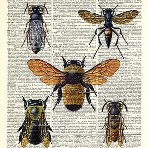 Bee print on page.Father&#39;s Day Gift. Vintage book page art print. Print on book page. Fits 8&quot;x10&quot; frame.