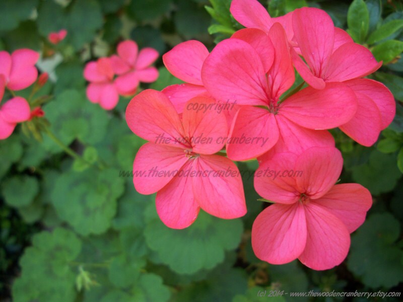 Pink Geranium Flowers Digital Images Desktop Wallpapers | Etsy