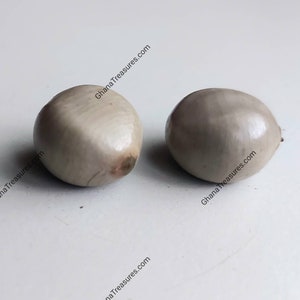 2 Nickernuts from Western Africa, Caesalpinia bonduc, undrilled, natural seeds for jewelry making