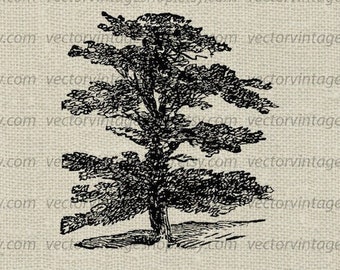 CEDAR SVG File, Vintage Vector Clipart, Evergreen, Cedar of Lebanon Tree, Printable Download, Commercial Use, jpg png eps