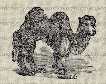 CAMEL SVG File, Vintage Style Vector Illustration, Printable Download, Commercial Use, Antique Animal Drawing, jpg png eps