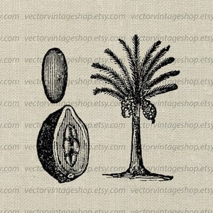 Puede incluir: Una ilustración en blanco y negro de una palmera con tres dátiles colgando de las ramas. Dos dátiles están enteros y uno está cortado por la mitad para mostrar el interior.