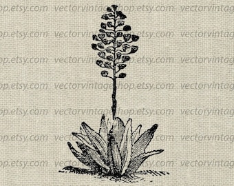 AGAVE PLANT SVG Vector Clipart, Aloe Herb Flower Blossoms Graphic, Vintage Style, Nature Botanical Illustration, Commercial Use Clipart