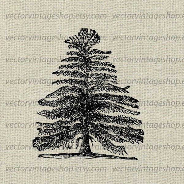 LARCH TREE SVG File, Vintage Style Vector Clipart, Printable Download, Evergreen European Larch, Botanical Illustration jpg png eps