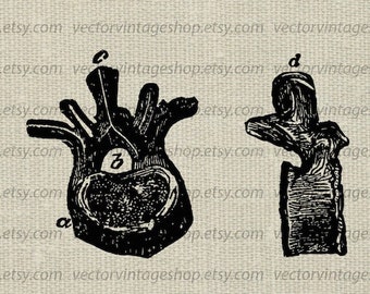 VERTEBRA SVG File, Vintage Backbone Vector, Human Bones, Anatomy Medical Art, png eps jpg