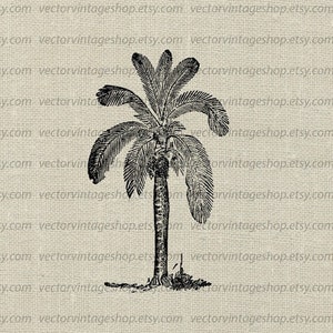 PALM TREE SVG File, Tropical Vector Illustration, Wax Palm Clip Art, Vintage Botanical Illustration, Commercial Use, Tropical Decor