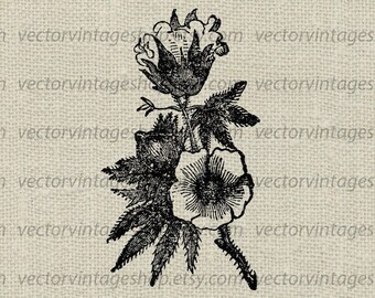COTTON FLOWER SVG File, Wedding Flower, Vintage Vector Clipart, Plant Gossypium, Victorian Style, Botanical Illustration, jpeg eps png