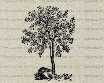 PUMMELO BAUM SVG-Datei, Obstbaum Vintage Illustration, printable Download, Shaddock Baum, Natur botanischer Dekor, jpg png eps