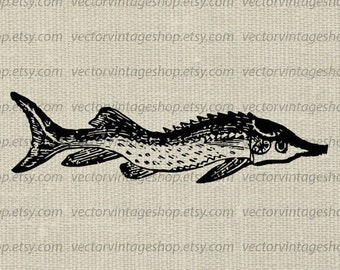STURGEON FISH SVG, Vintage Style Vector Illustration, Printable Download, Sterlet Long Fish, Antique Drawing, Commercial Use, jpg png eps