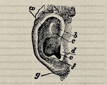 EAR DIAGRAM SVG File, Vector Clipart, Ear Anatomy, Antique Medical Drawing, Vintage Style Illustration, jpg png eps