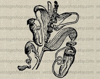 KANTENPFLANZE SVG-Datei, Vintage-Stil Vektor-Illustration, fleischfressende Pflanze, Botanik viktorianische Natur, printable Download, kommerzielle Nutzung