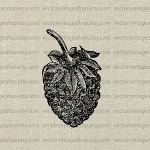 May include: A black and white vintage illustration of a single raspberry with a stem and leaves.