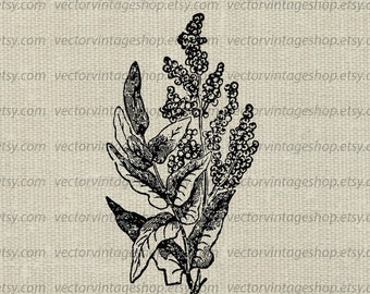 FLOWERING FERN SVG File, Vintage Vector Graphic Plant, Printable Download, Victorian Nature Illustration, jpg png eps