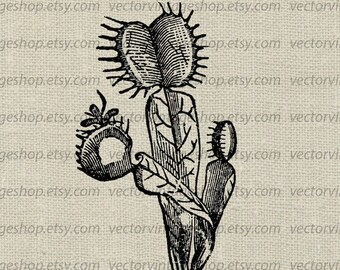 VENUS FLYTRAP SVG File, Vintage Vector Clipart, Carnivorous Plant, Nature Botanical Illustration, Printable Download, Commercial Use