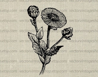 MOUNTAIN ROSE Herb SVG File, Round Flower, Vector Clipart, Horse Heal, Elecampane, Victorian Nature Illustration, Printable Download png jpg