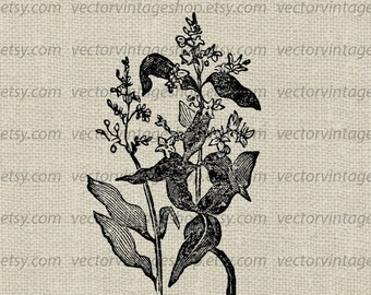 PRIVET FLOWER SVG File, Vintage Style Vector Clipart, Printable Download, Privet Shrub Bush Botany Graphic, Nature Botanical Wedding Flower