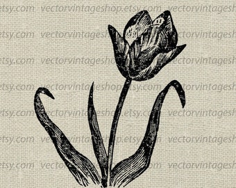 TULIP FLOWER SVG File, Vintage Vector Clipart, Printable Download, Spring Flower Decor, Victorian Nature, Botanical Illustration