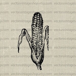CORN SVG File, Vintage Corn Stalk Vector Clip Art, Farm Harvest Food Decor, Printable Download, Commercial Use, jpg png eps