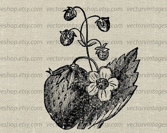 STRAWBERRY SVG File, Vintage Summer Fruit Vector, Graphic Botanical Art, Victorian Nature, Printable Illustration, jpg png eps