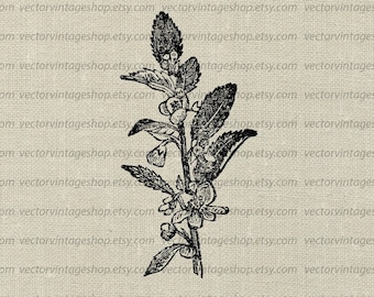 TEA LEAVES SVG File, Vintage Vector Clipart, Commercial Use, Antique Tea Plant Illustration, Printable Download, jpg png eps