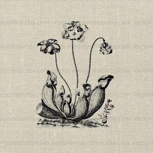 CARNIVOROUS PLANT SVG File, Vintage Botany Illustration, Flowering Carnivorous Plant, Printable Download, jpeg png eps