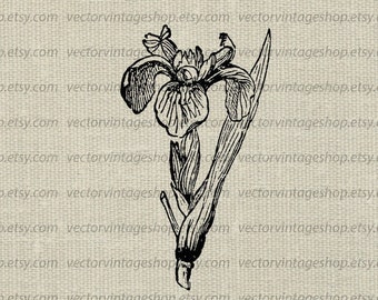 IRIS FLOWER SVG File, Vintage Flower De Luce Illustration, Victorian Nature Illustration, Commercial Use, Printable Download png jpg eps