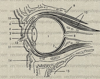 EYE ANATOMY SVG File, Eye Muscles Diagram, Medical Vector Clip Art, Science Vintage Illustration, Medical Art Commercial Use, png jpg eps