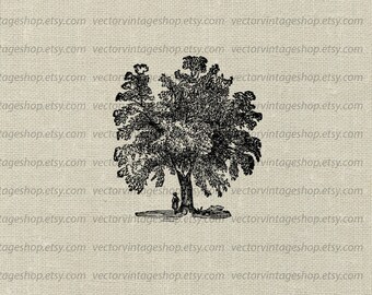 Clipart Mango Tree Vector