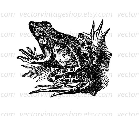 Frog Vector Digital Clipart Instant Download Pond Toad Clip Etsy