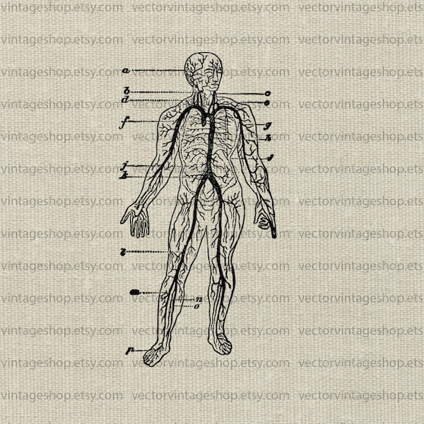 BLOOD VESSELS SVG File, Medical Clipart, Circulatory System Diagram Clip Art, Antique Science Drawing, Commercial Use, jpg png eps file