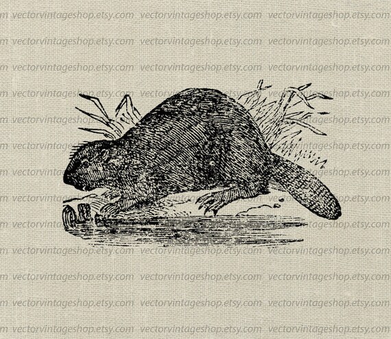 Beaver Vector Clipart Instant Download Wild Animal Mammal Etsy