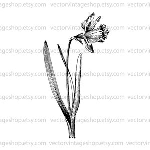 DAFFODIL SVG File, Vintage Vector Graphic, Spring Flower Decor, Wedding Flowers, eps jpg png, Printable, Commercial Use, Easter Decor image 2