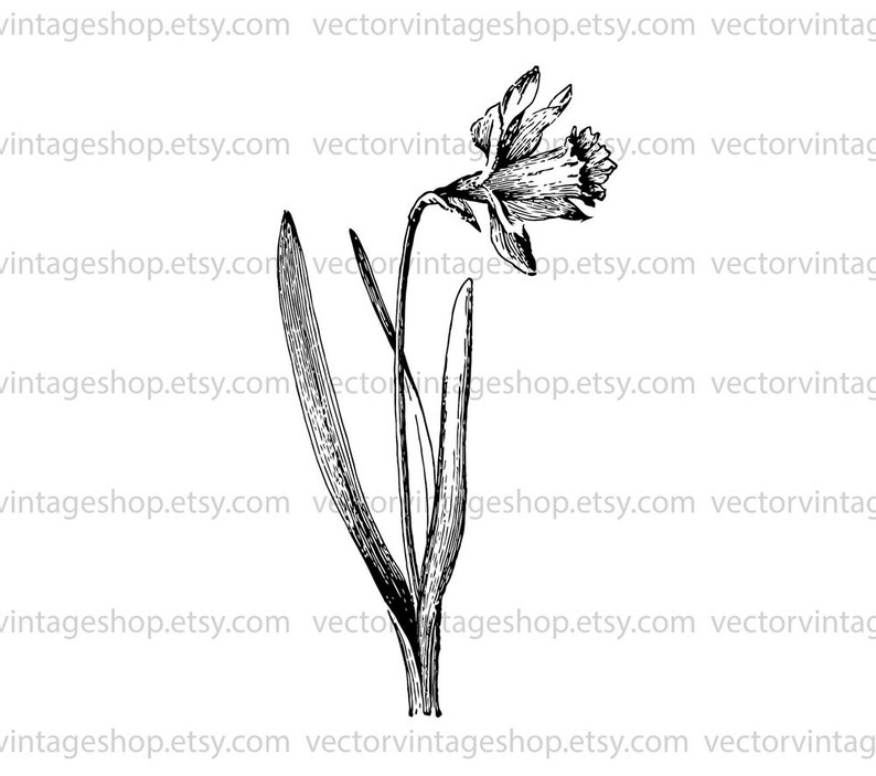 DAFFODIL SVG File, Vintage Vector Graphic, Spring Flower Decor, Wedding Flowers, eps jpg png, Printable, Commercial Use, Easter Decor image 2