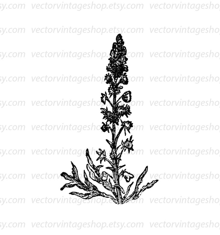 FLOWER SVG File, Vintage Style Vector Clipart, Reseda