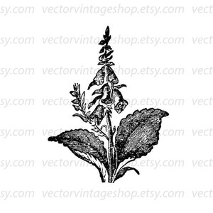 FOXGLOVE SVG File, Vintage Style Flower Vector, Printable Download, Digitalis Graphic Clipart, Commercial Use, jpg png eps file imagem 2