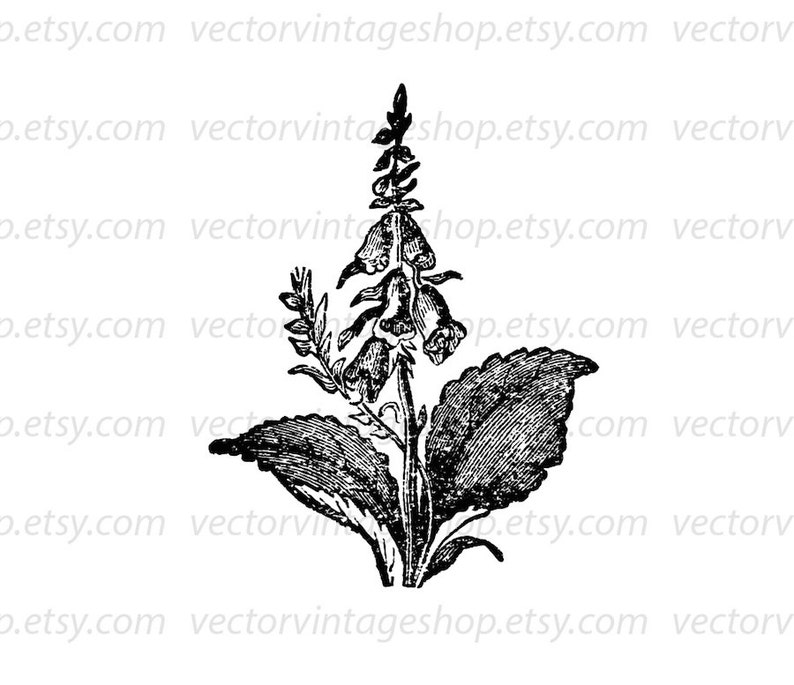 FOXGLOVE SVG File, Vintage Style Flower Vector, Printable Download, Digitalis Graphic Clipart, Commercial Use, jpg png eps file imagem 2