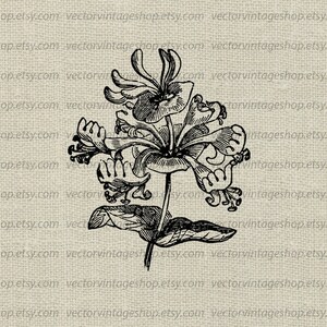 HONEYSUCKLE FLOWER SVG File, Vintage Style Vector, Honeysuckle Blossom, Wedding Flower, Commercial Use, Printable Illustration