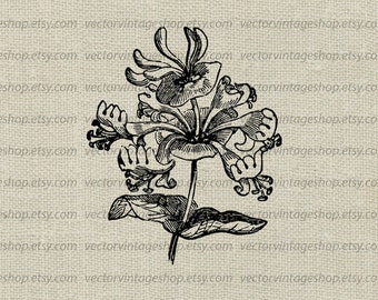 Vintage kaprifolblomma SVG: Utskrivbar botanisk illustration (digital nedladdning)